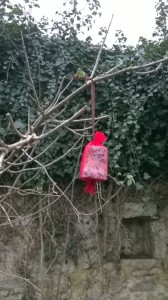 wp_20160205_16_12_45_smart